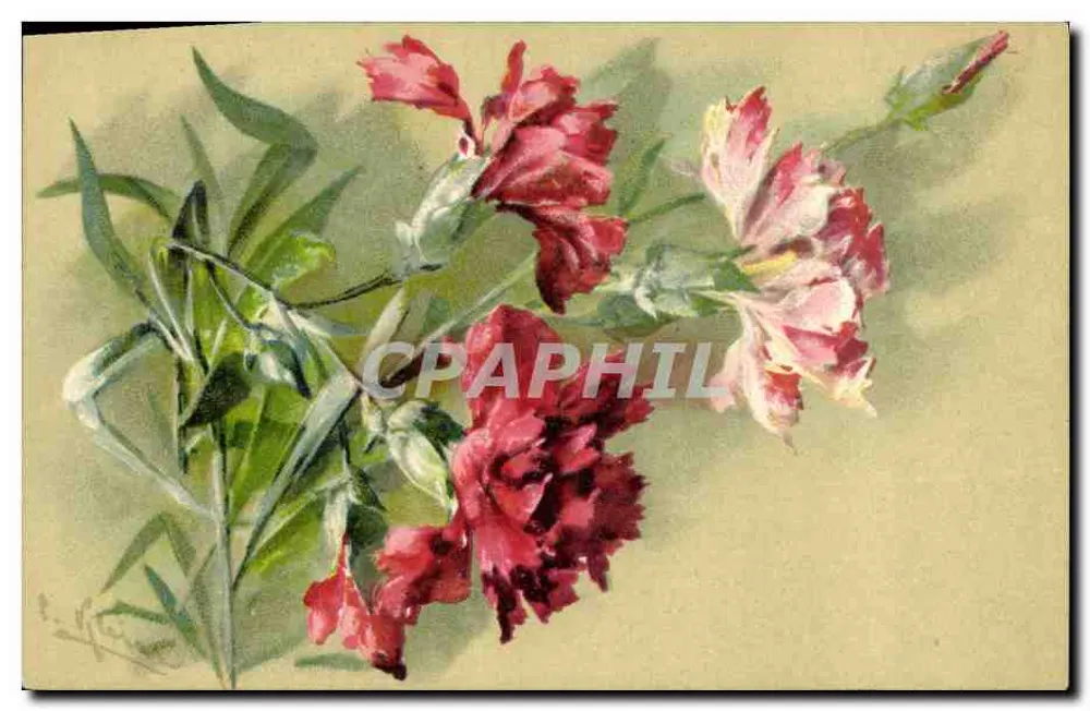 Flores de margaridinha — pintura aquarelada — editor não visível - Frente