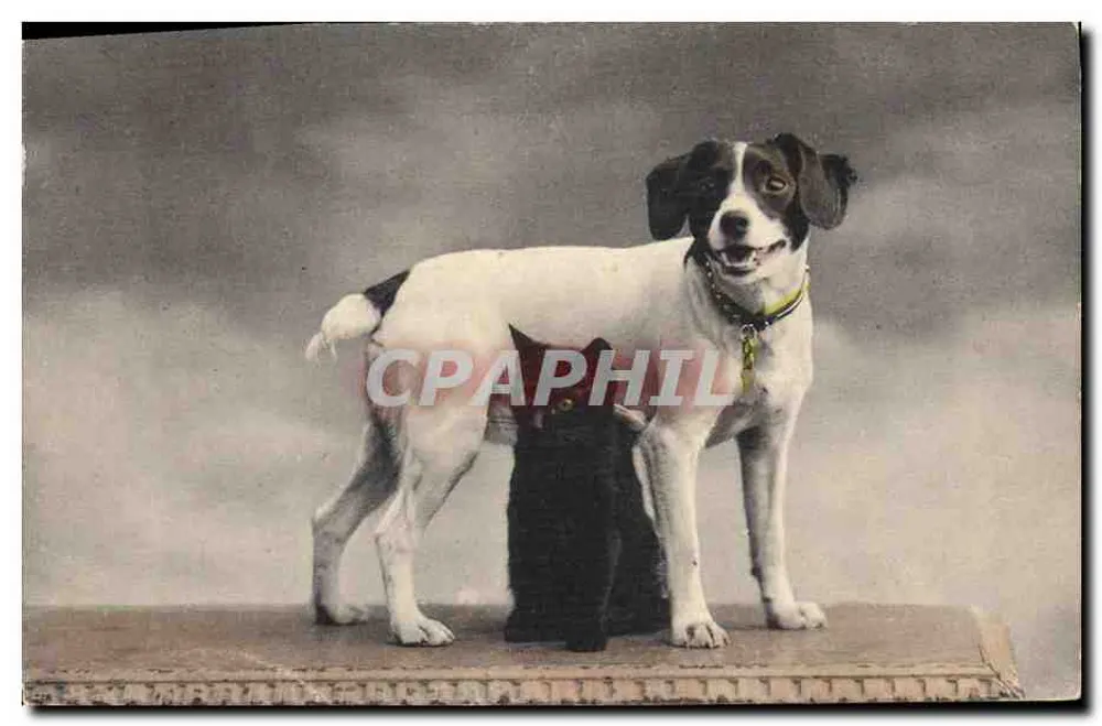 Cachorro e gato — cena de estúdio — C. F. & Cie. S.A. & G. Editor, Série 184 - Frente
