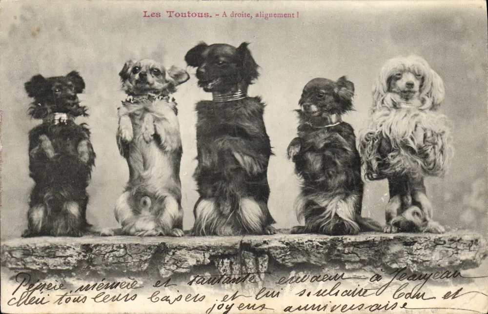 Os Cachorrinhos - À direita, alinhamento! — Editor não identificado, número de série não visível - Frente