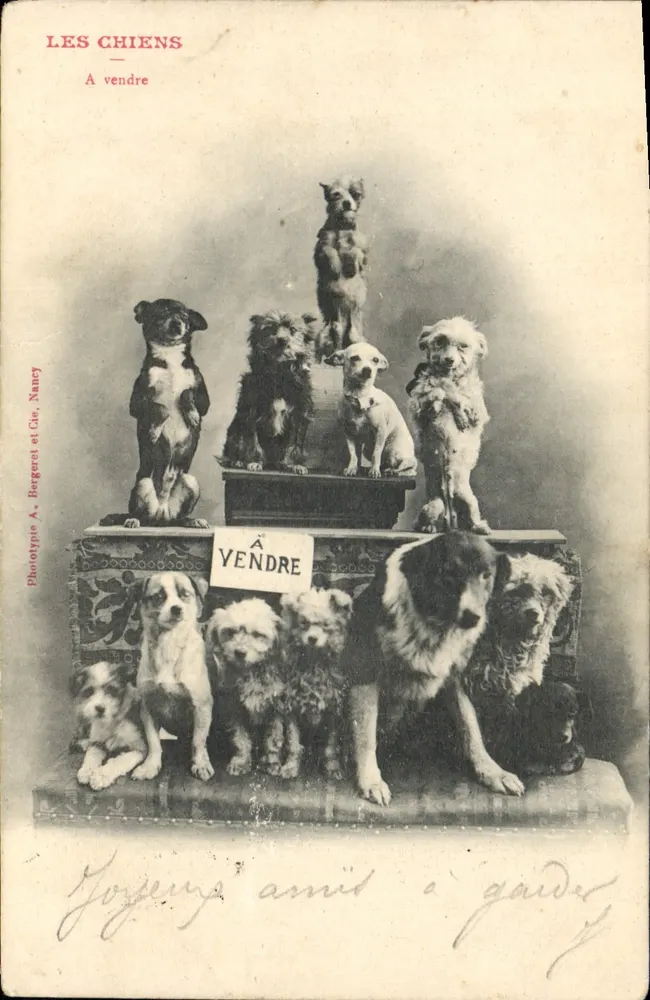 Os Cães — À Venda — Fototipia A. Bergueret e Cie, Nancy - Frente