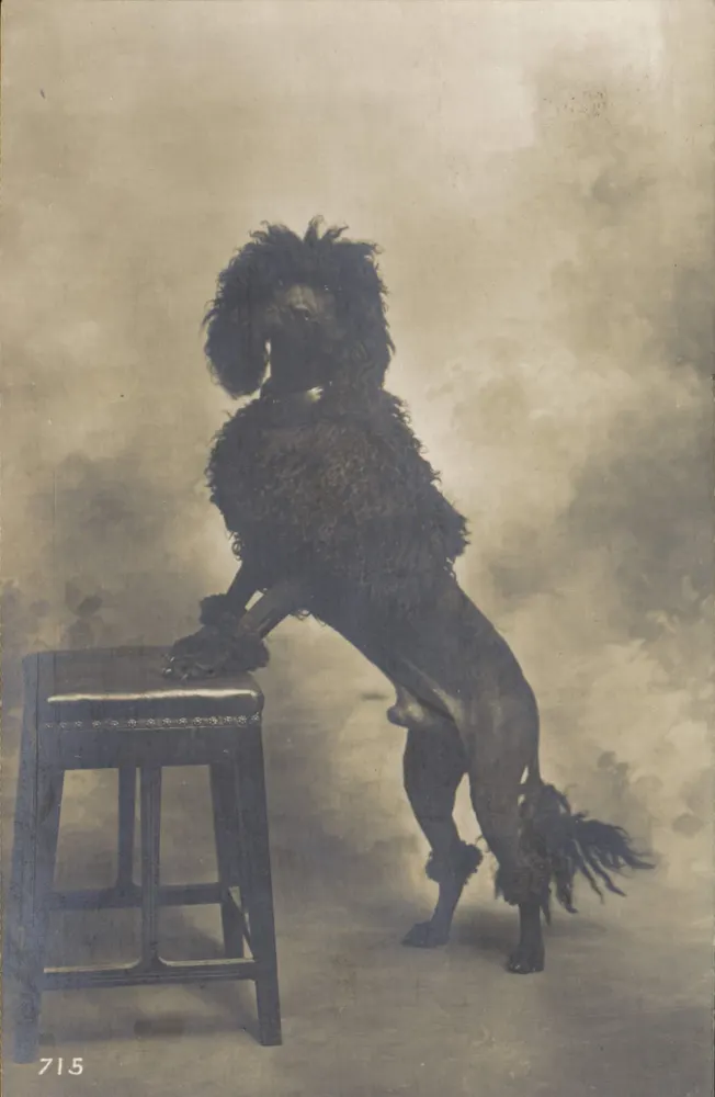 Ciemny poodle stojący na taborecie — zdjęcie z warsztatu — n° 715 - Awers