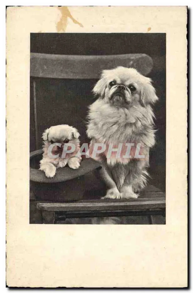 Dois cães da raça Pekinês — fotografia — editor desconhecido - Frente