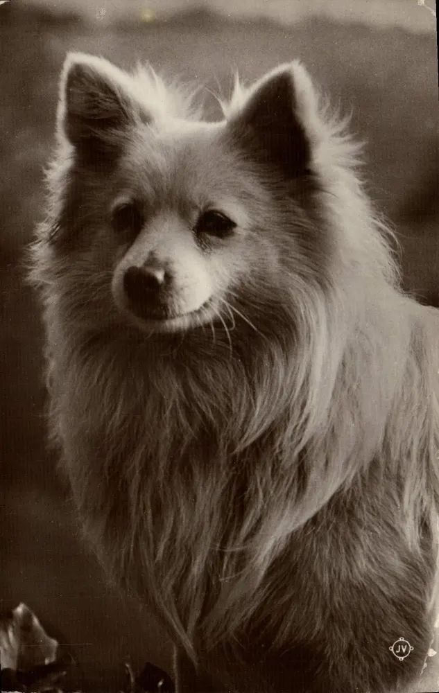 Cão da raça Pomeranian — retrato — JV (editor) - Frente