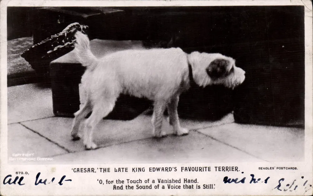 Caesar, le terrier préféré du défunt roi Edward — éditeur Beagles' Postcards, n° 672.D - Vorderseite