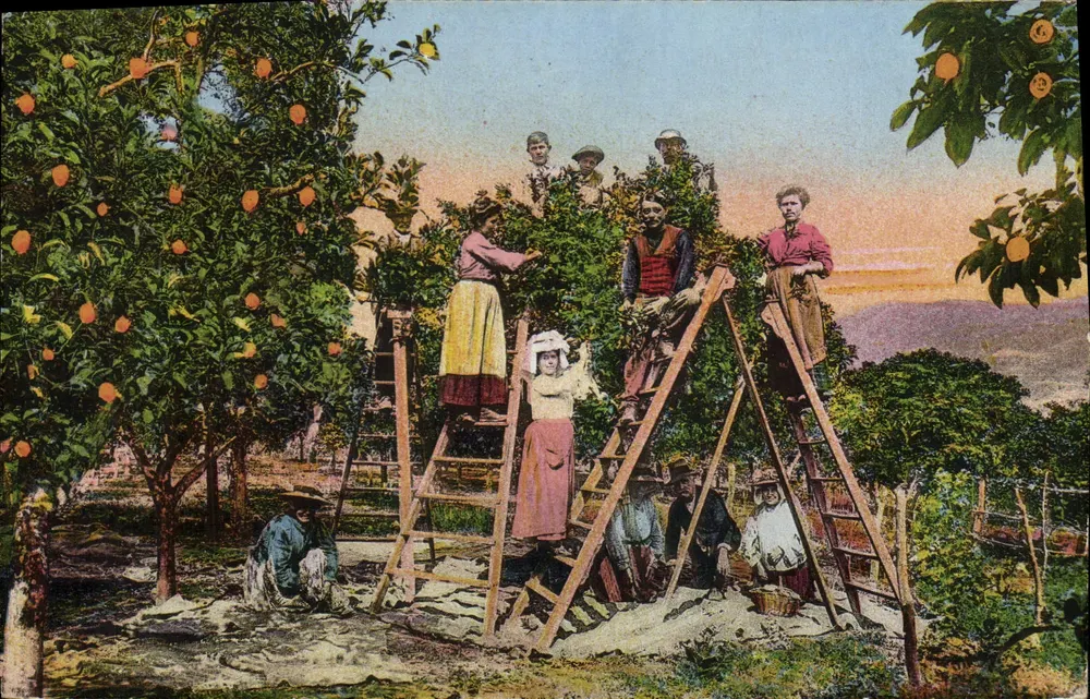 Colheita de laranjas — Édition Giletta, Nice — n°6 - Frente