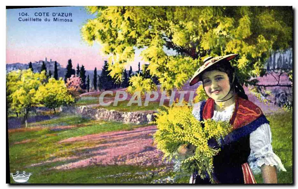 Côte d'Azur — Zbieranie mimozii — Wydawnictwo Art Munier, Nice - Awers