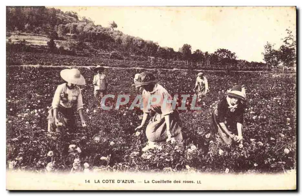 A Costa Azul — A Colheita das rosas — LL - Frente