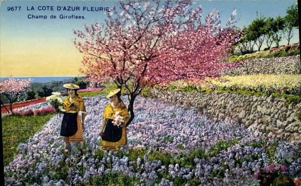 A Costa Azul florida — Campo de flores de giroflé — Fotocromia A. Dujardin, Nice - Frente