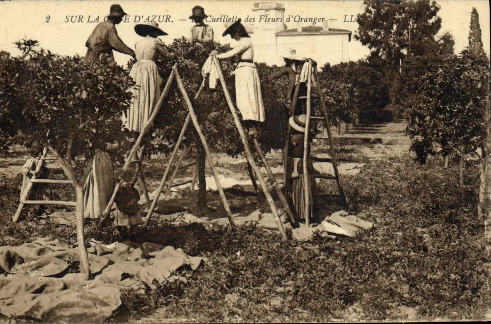 Na Côte d'Azur — A Colheita de Flores de Laranjeira — LL - Frente