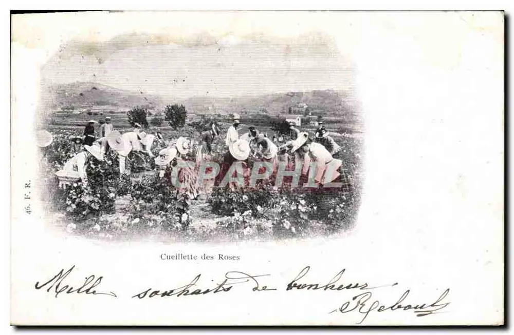 Colheita de Rosas — Editor F. R. n° 46 — Réf. - Frente