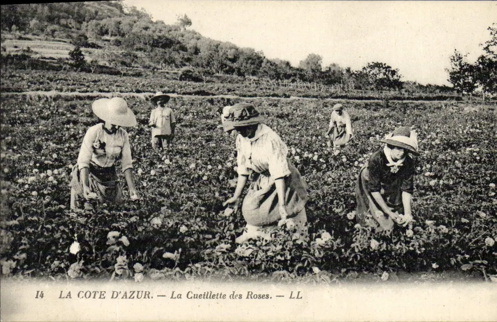 A Costa do Azul — A Colheita das Rosas — LL - Frente