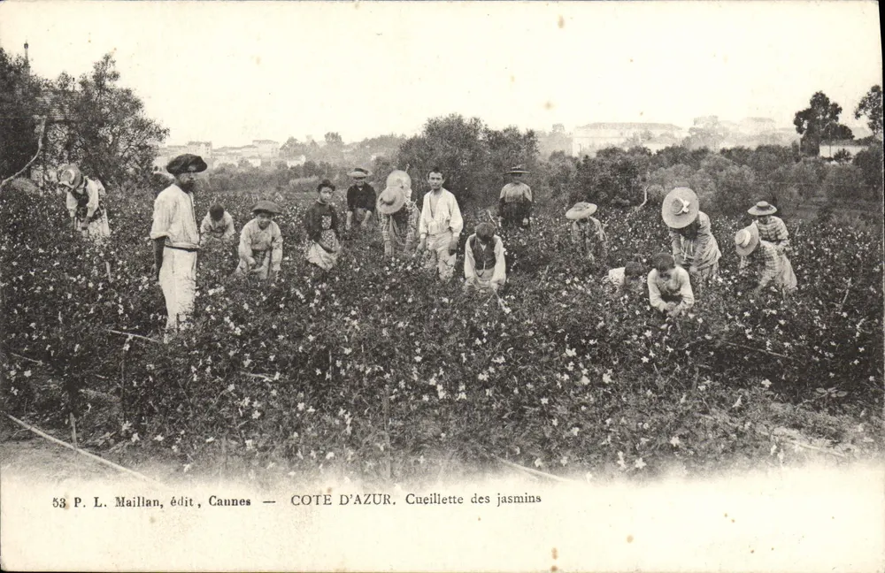 Colheita de jasmins — Côte d'Azur — P. L. Maillan, édit, Cannes - Frente