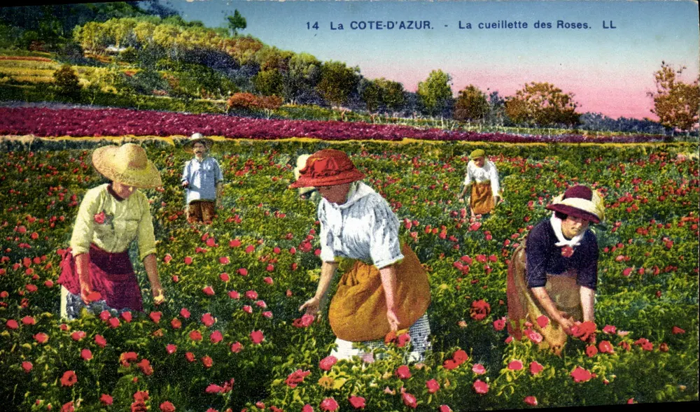 A CÔTE-D'AZUR - A colheita das Rosas - LL - Frente