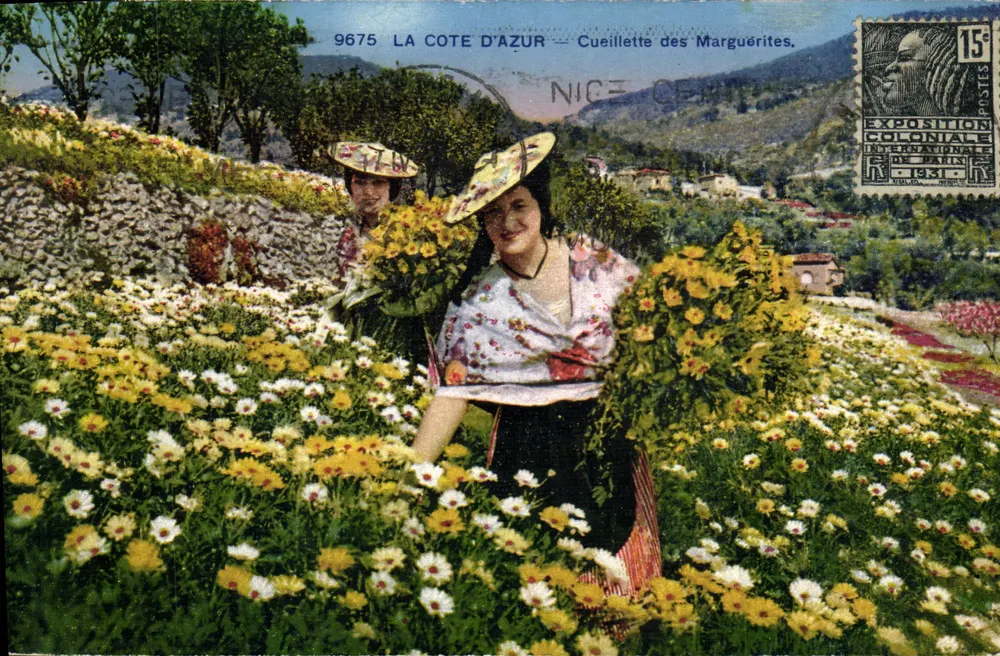 A Costa Azul — Colheita de Margaridas — Photochromie A.D. Nice n°9675 - Frente