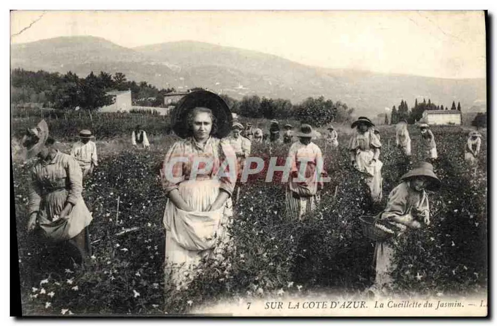 Sur la Côte d'Azur — La cueillette du jasmin — éditeur L. 7 - Frente
