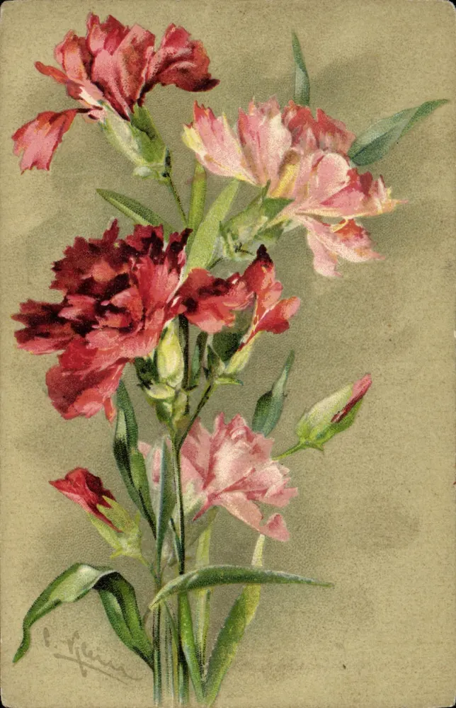 Bukiet pivoine — ilustracja akwarelowa — wydawca S. 3977 - Awers