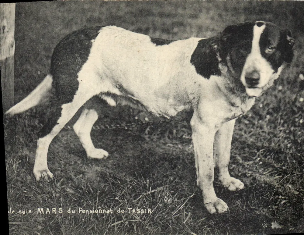 Mars — Hund des Internats Tassin — Ansichtskarte - Vorderseite