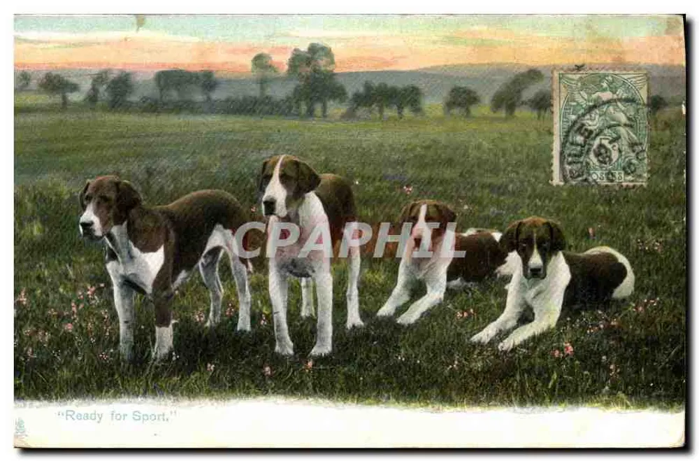 Cães de caça — Prontos para a caça — Tuck's Post Card, série Animal Life n°1423 - Frente
