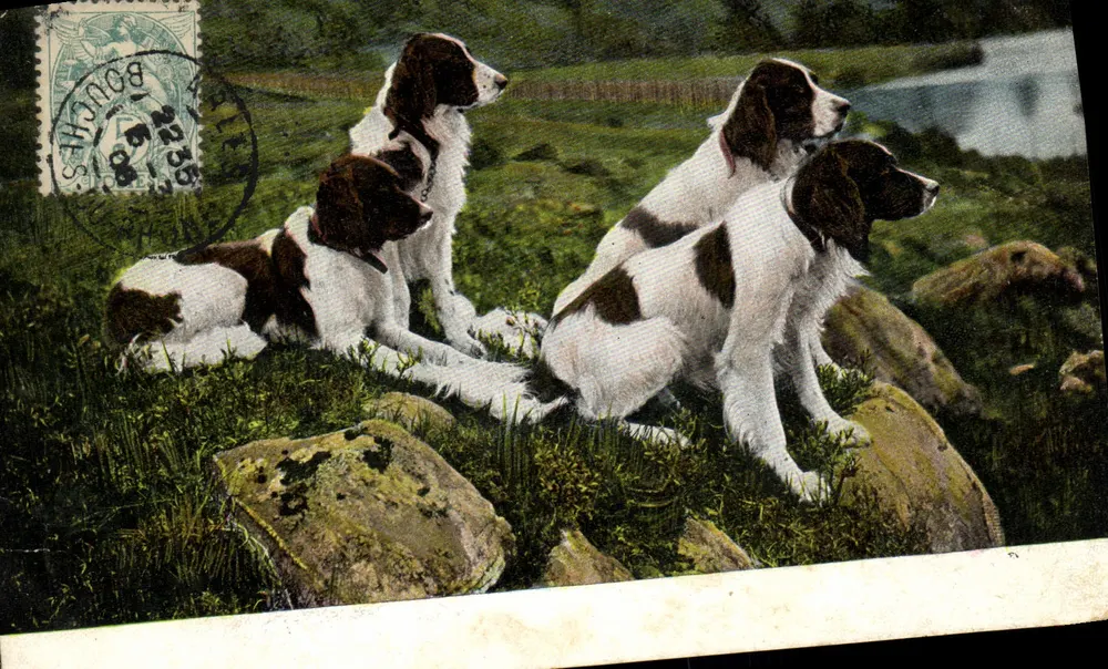 Quatro cães de caça — Bouches-du-Rhône — Editor E. L., série 864 - Frente