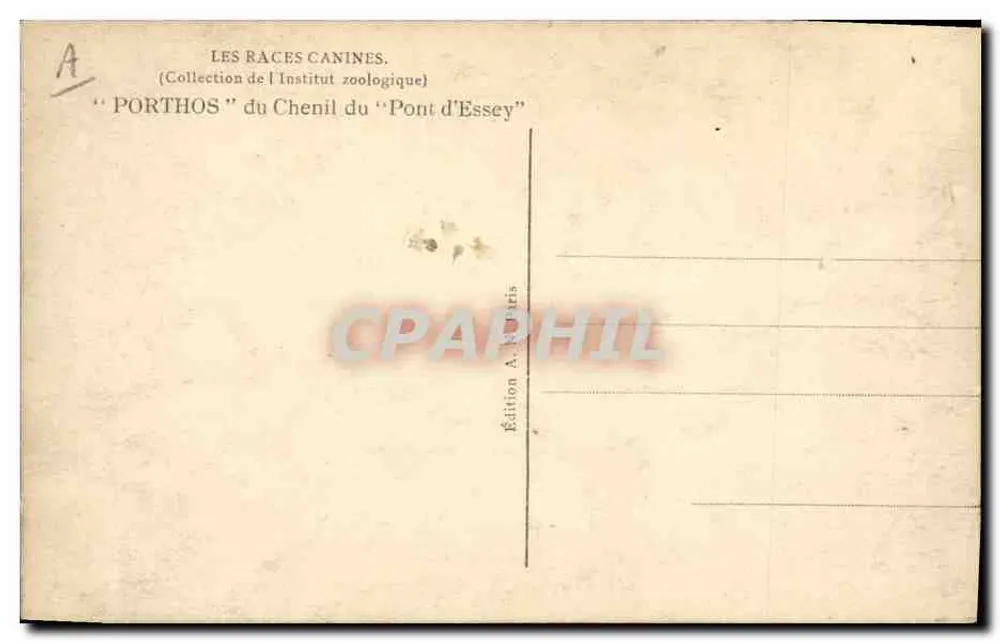 Dogue d'Ulm — Pies rasy — wydawnictwo A.N. Paris - Rewers