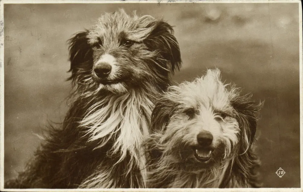 Dois cães — fotografia de estúdio — JV - Frente