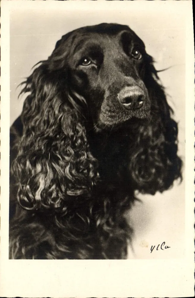 Cão preto com longas orelhas em caracol — retrato — foto assinada 'YlCa' — série 1031, editor René Cau - Frente