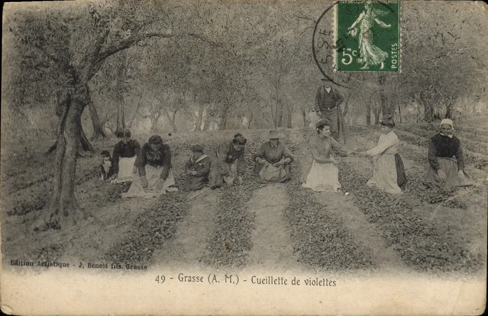 Grasse (A.M.) - Colheita de violetas — Edição Artística J. Benoit filho. Grasse, n°49 - Frente