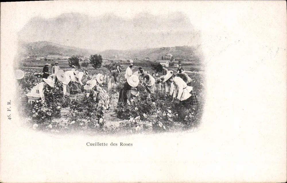 Zbieranie róż — scena zbierania róż — wydawca F. R. nr 46 - Awers