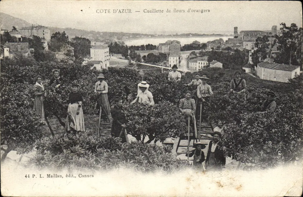 Côte d'Azur — Cueillette de fleurs d'orangers — P. L. Maillan, édit., Cannes - Frente
