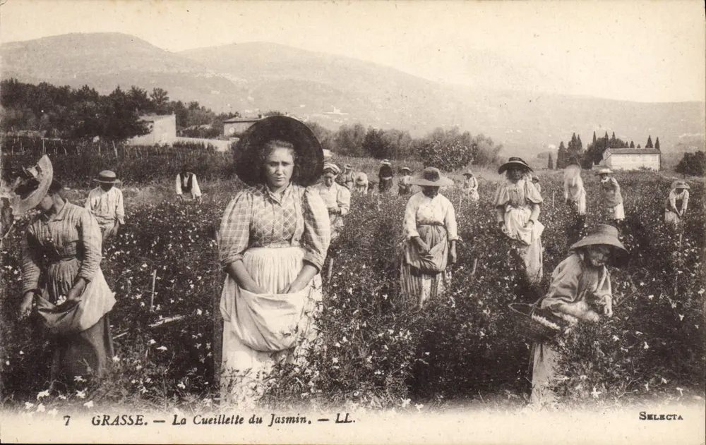 Grasse — A Colheita do Jasmim — Selecta - Frente