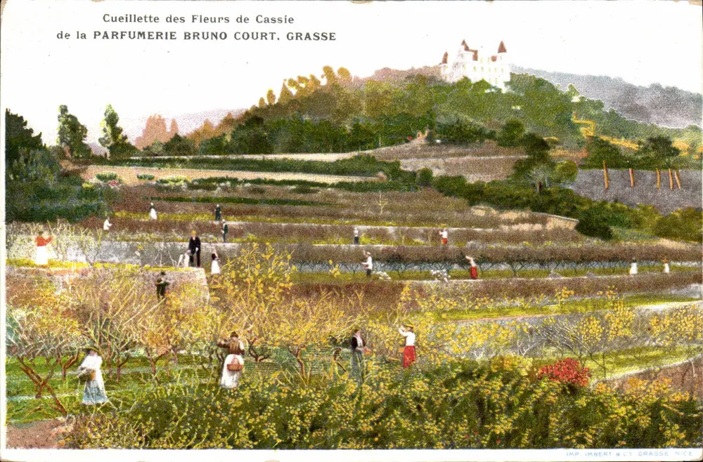 Cassie-Blüten-Ernte — Parfumerie Bruno Court, Grasse - Vorderseite
