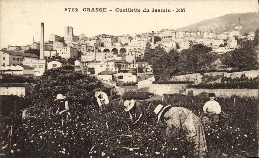 Grasse - Colheita do jasmim - RM — Edições Roston e Munier, Nice - Frente
