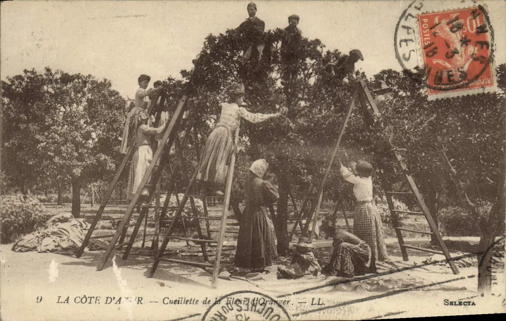 La Côte d'Azur — Cueillette de la fleur d'orange — LL. — Éditeur SELECTA - Frente