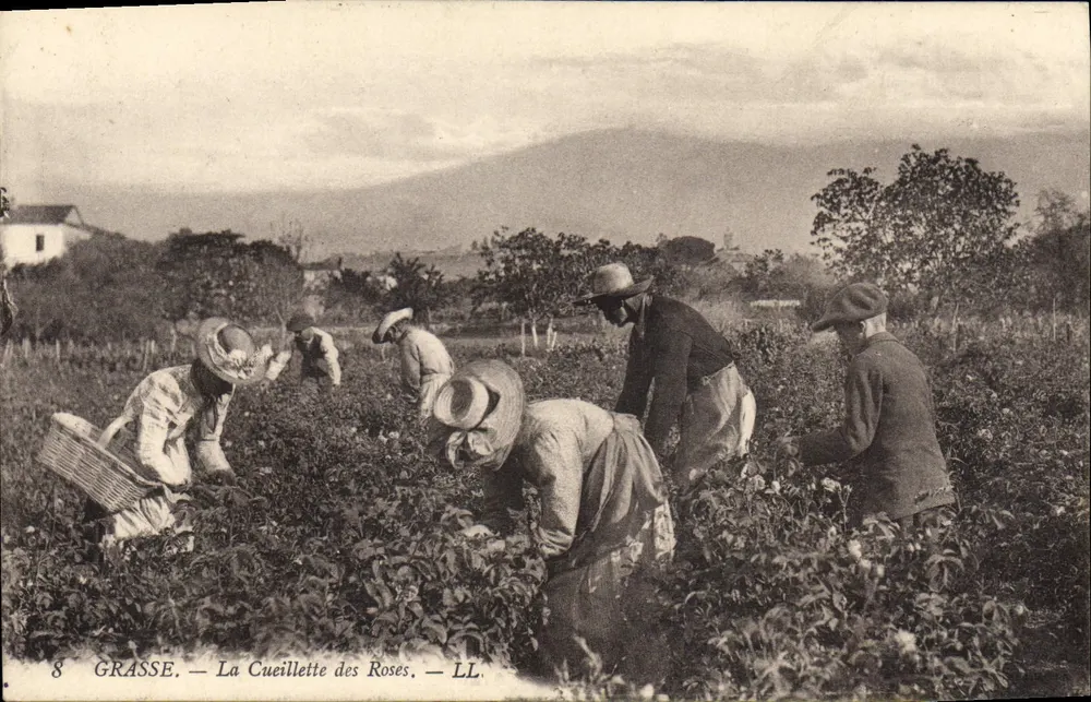 Grasse — A Colheita das Rosas — LL - Frente