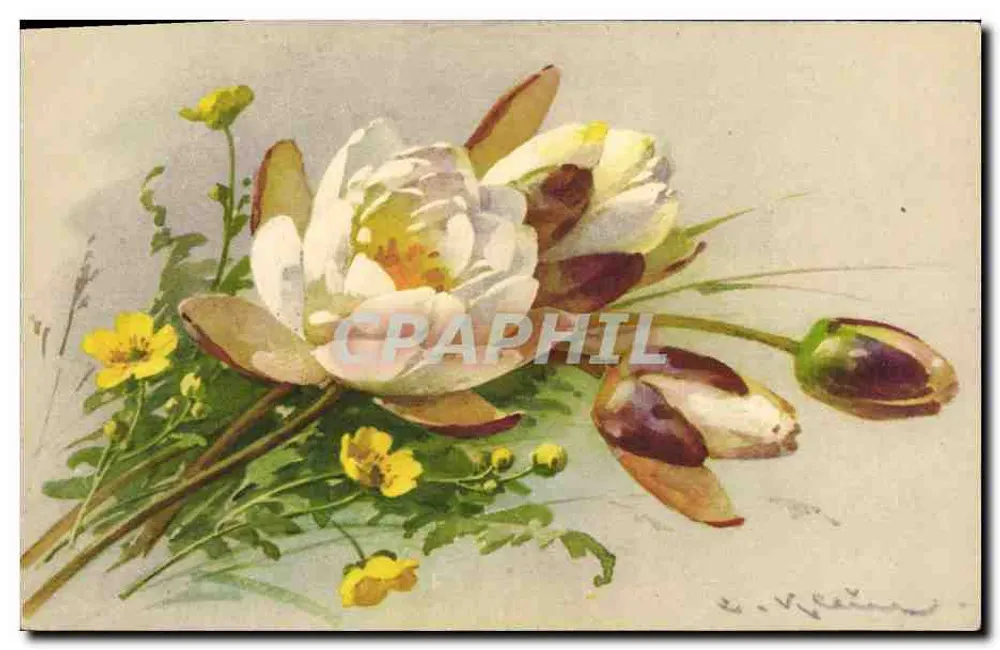 Nelken und Mohnblumen — Illustration — E. V. Meier, n° III - Vorderseite