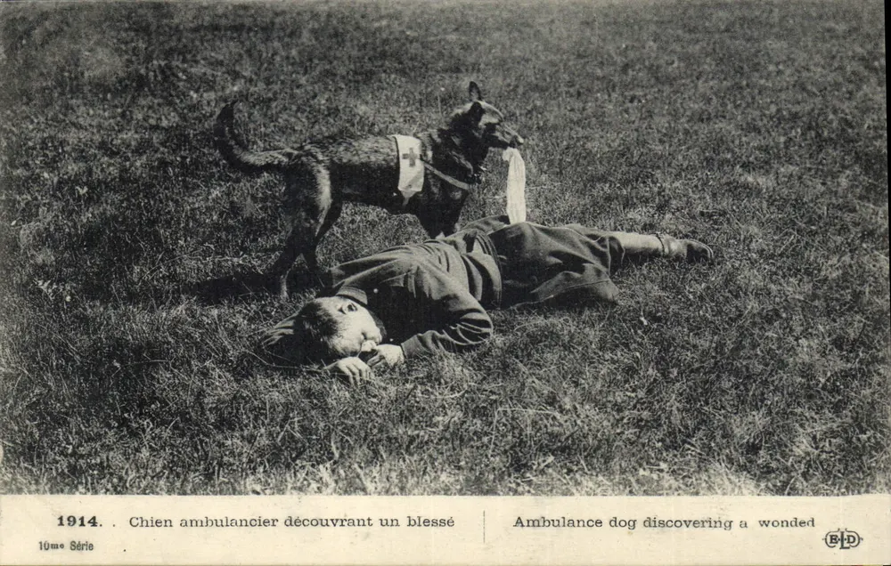 Sanitätsdogge, der einen verletzten Soldaten entdeckt — 1914, 10. Serie — B.D. - Vorderseite