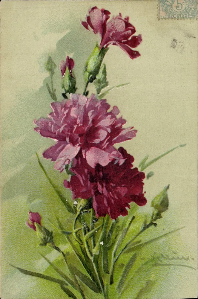 Flores de pâquerettes — ilustração — editor desconhecido, número de série não visível - Frente