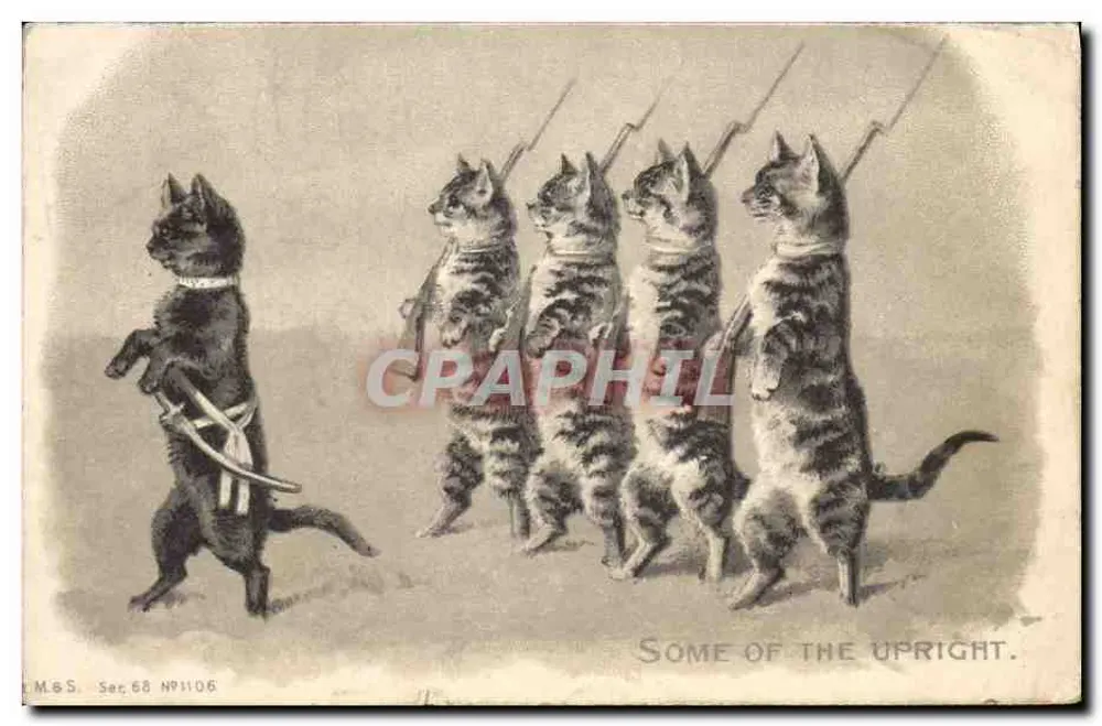 Katzen in militärischer Formation — M.&S. Ser. 68 NP1106 - Vorderseite