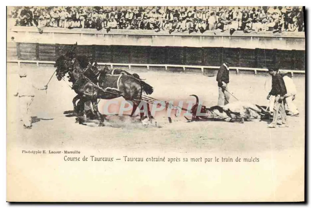 Stierkampf — Toten Stier gezogen von Maultierkolonne — Phototypie E. Lacour - Marseille - Vorderseite