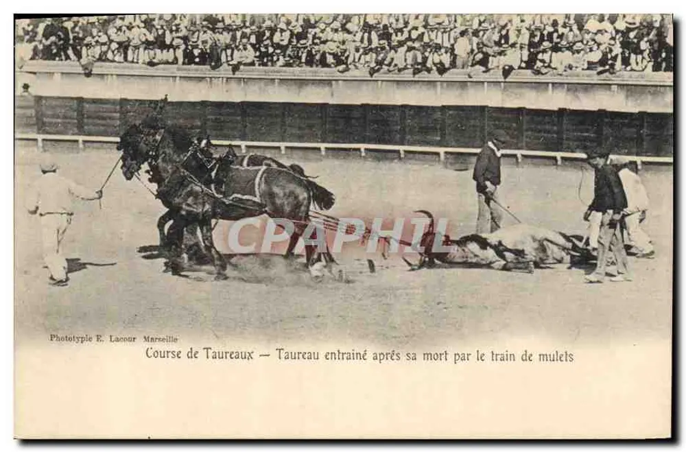 Stierkampf — Stier wird nach dem Tod von Maultieren gezogen — Phototype E. Lacour Marseille - Vorderseite
