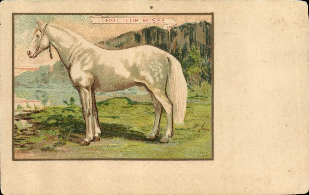 Trotteur Russe — cheval blanc à taches, éditeur non visible - Vorderseite