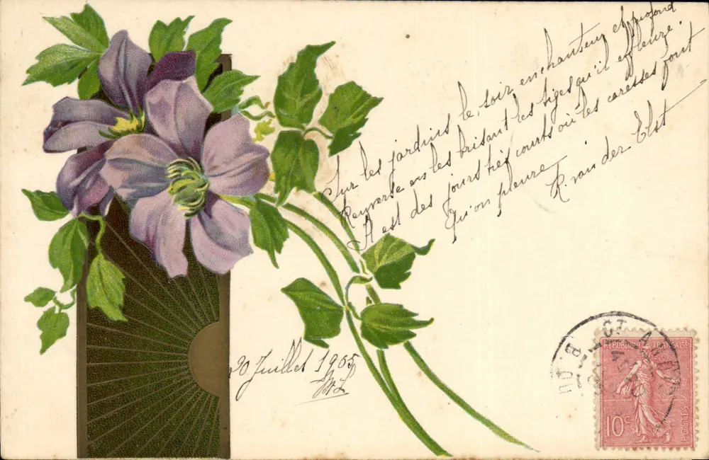 Clematita em flor — ilustração botânica — editor não visível - Frente