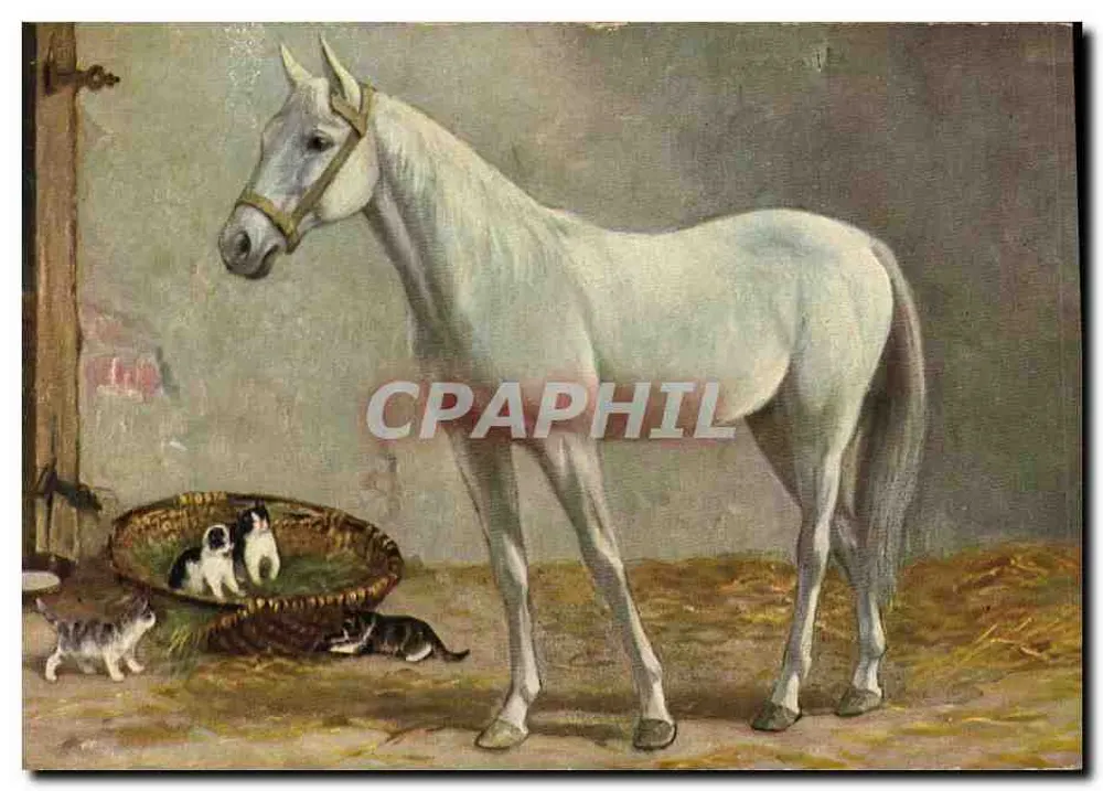 Cavalo branco e filhotes — cena de fazenda — editor não identificado - Frente
