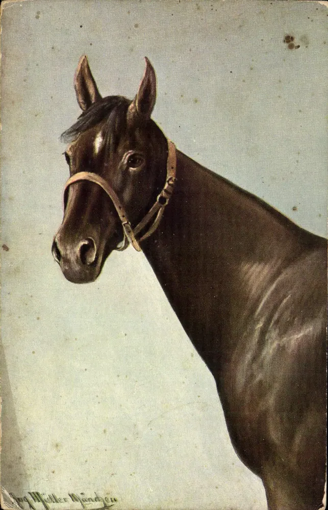 Portrait d'un cheval noir — œuvre de Jörg Müller Münden — éditeur H. K. & Co. M. Serie 509 - Frente