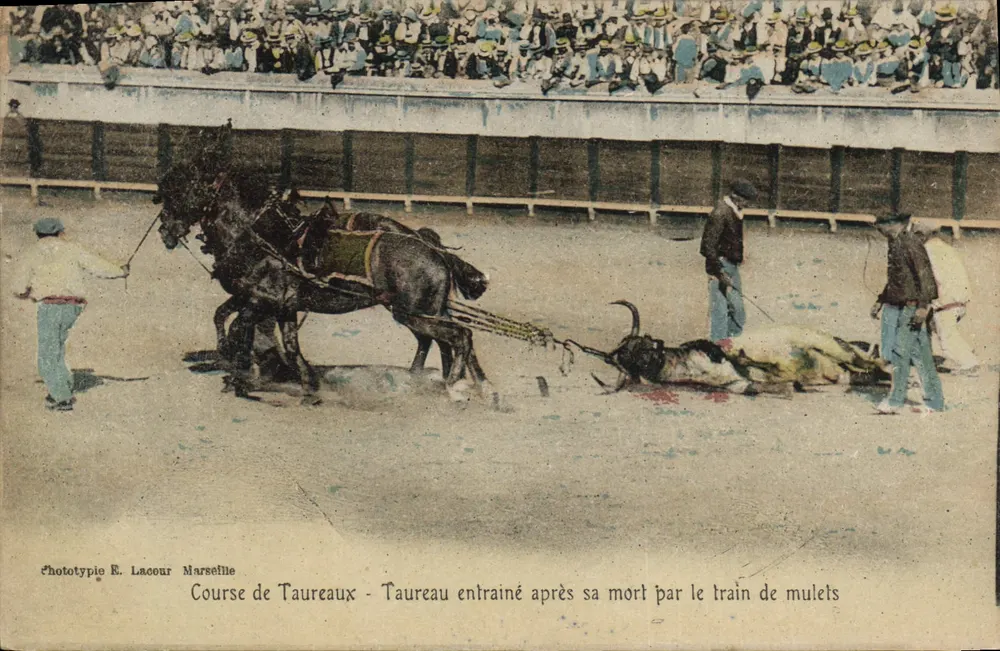 Stierkampf — Toten Stier wird von Maultieren gezogen — Phototypie E. Lacour Marseille - Vorderseite