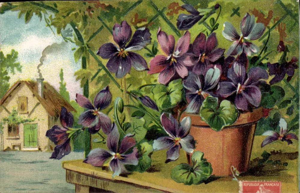 Violete em vaso — vista de casa — República Francesa - Frente