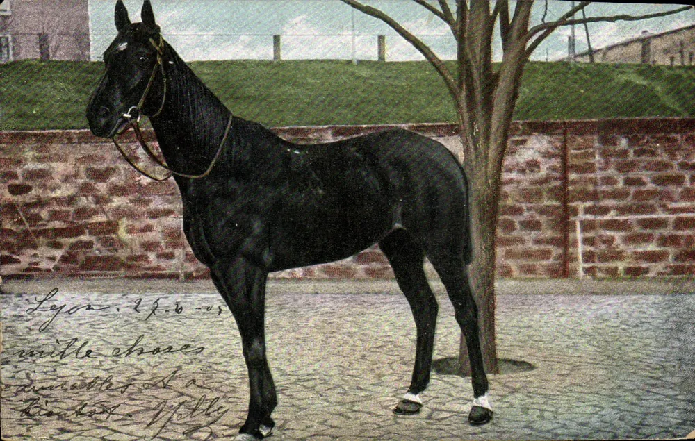 Cavalo negro — Lyon — Editor E.S.D. série 309 - Frente