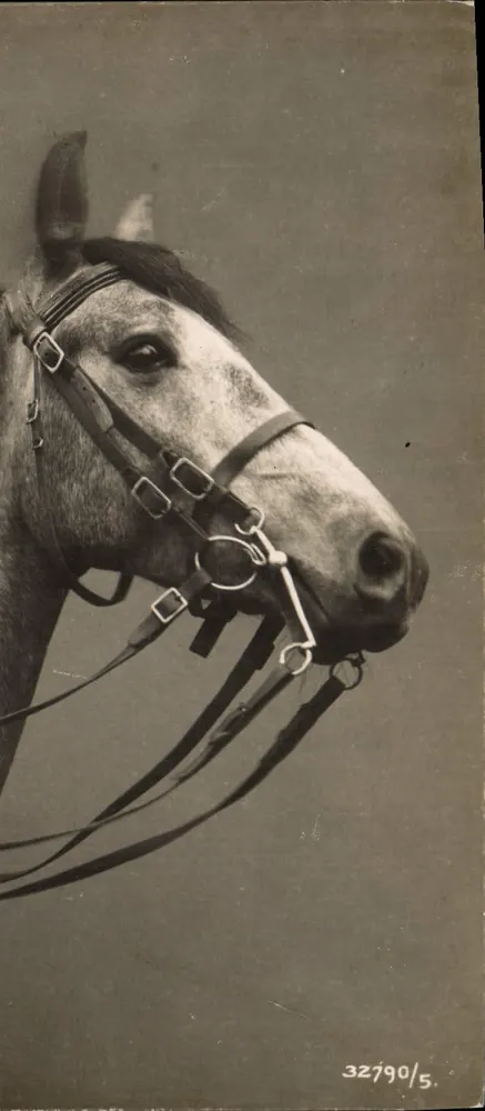 Cabeça de cavalo em armadura — fotografia — série 32790/5 - Frente