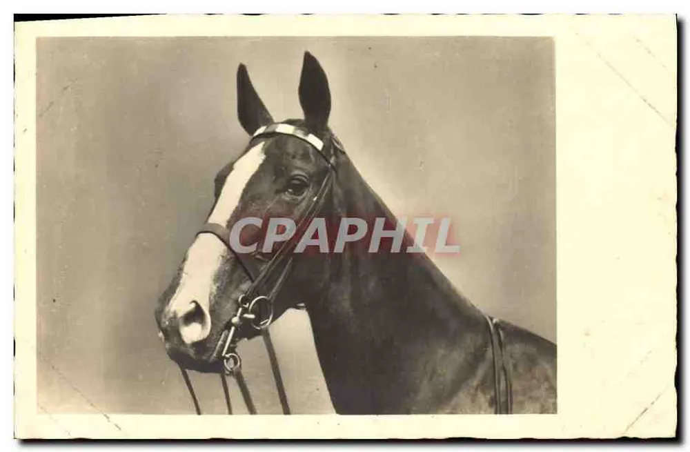 Retrato de um cavalo — editor NRC, n° 1311 - Frente