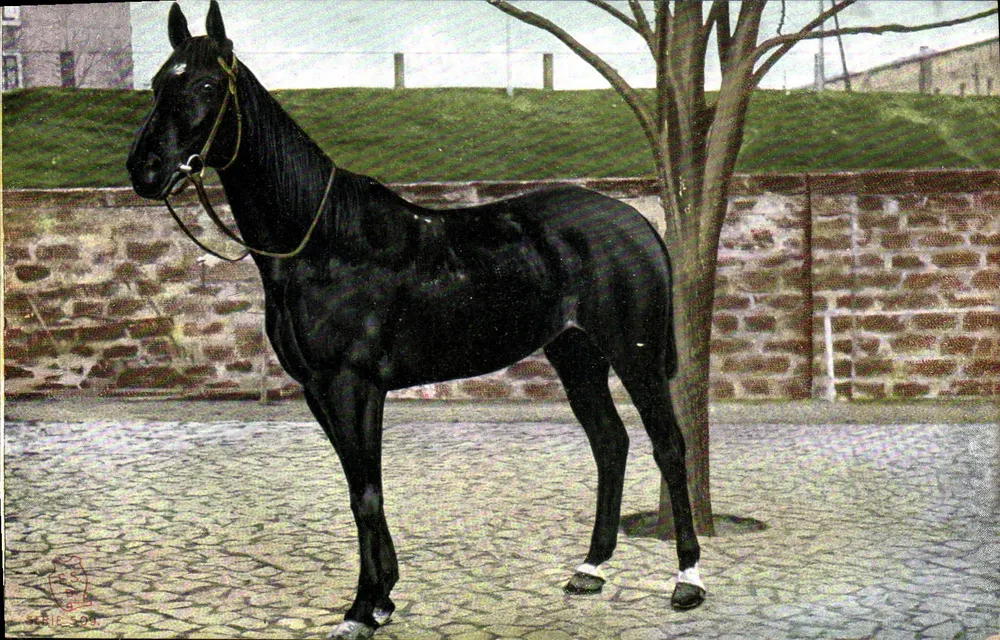 Cavalo negro — retrato — série 501 - Frente